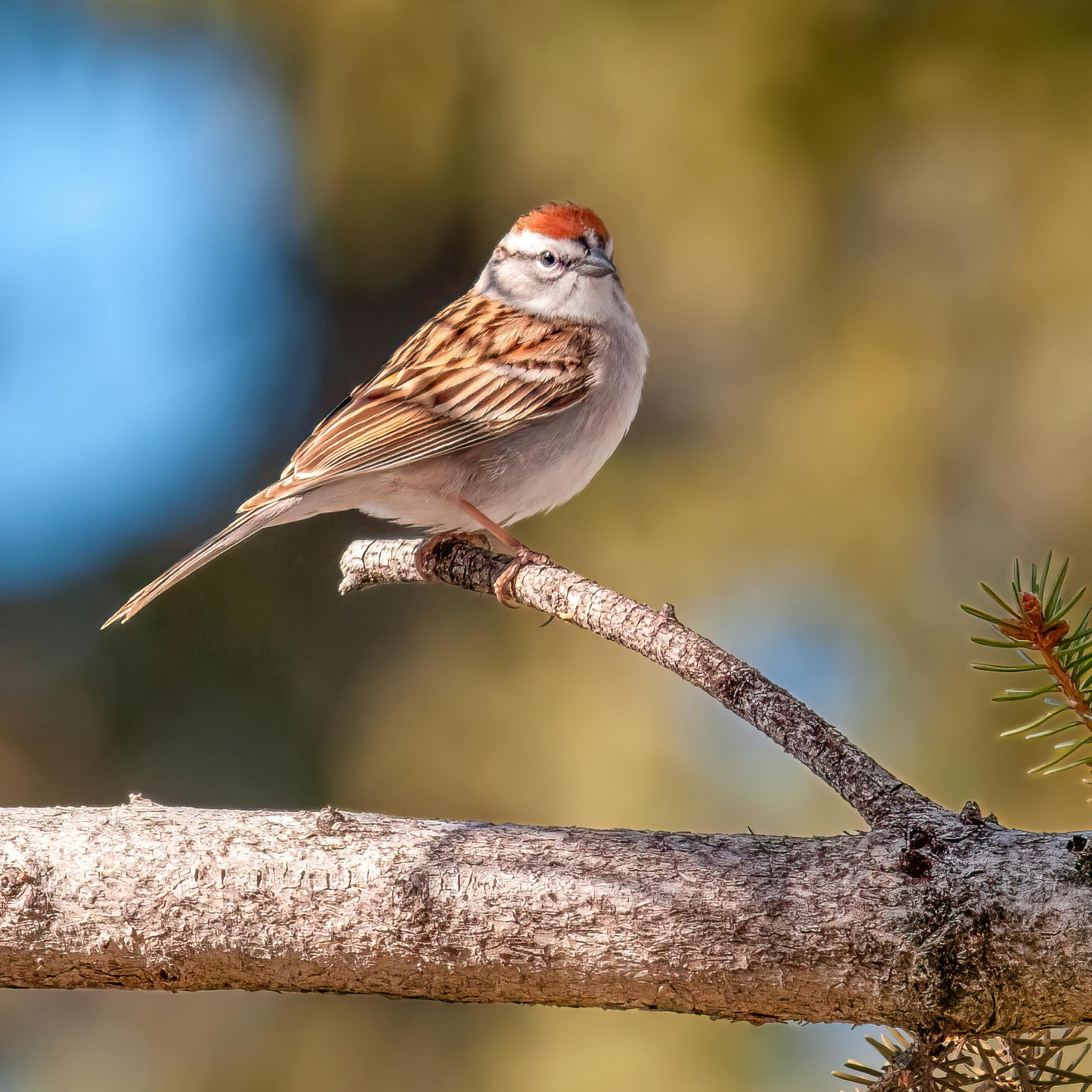 Prairie Bird Review - logo